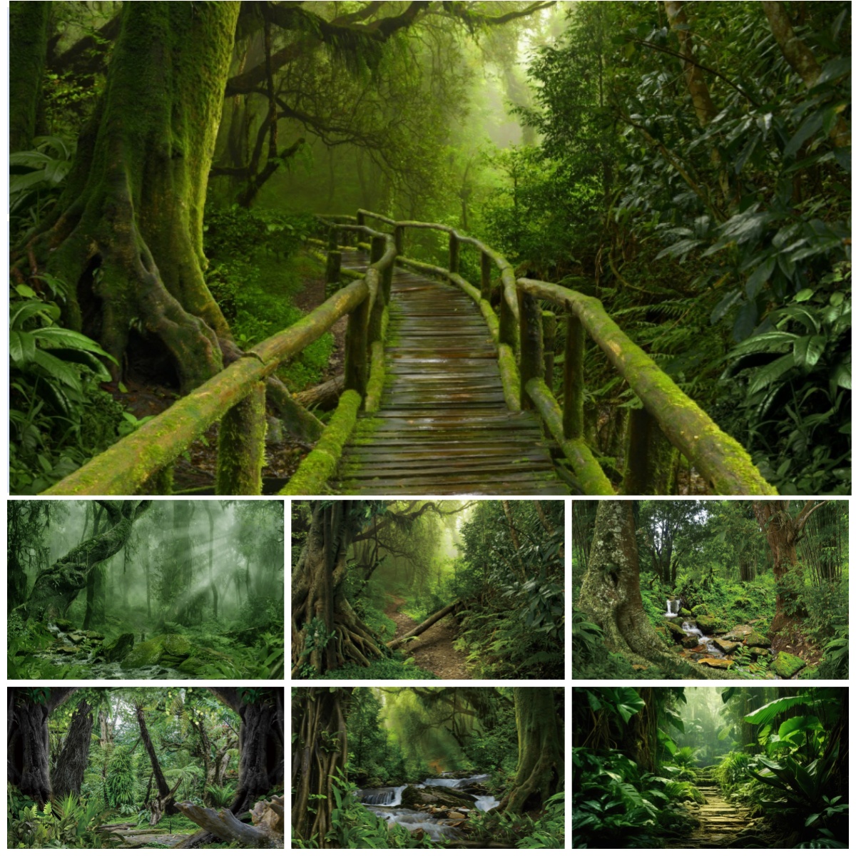 Tropical Rainforest Photograph - Outdoor Adventure Background ulasan dan harga